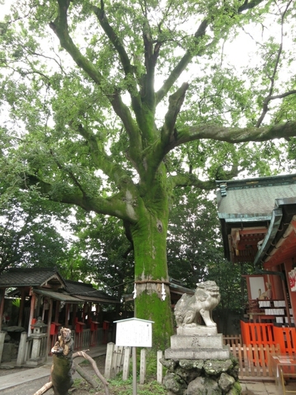 武信稲荷神社　榎.jpg