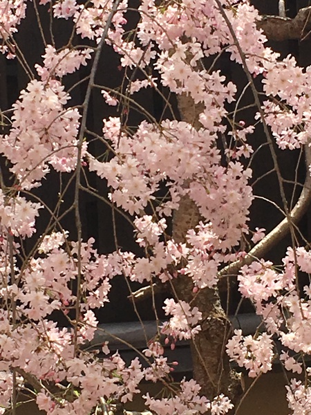 お池桜アップ-2 IMG_2257.JPG