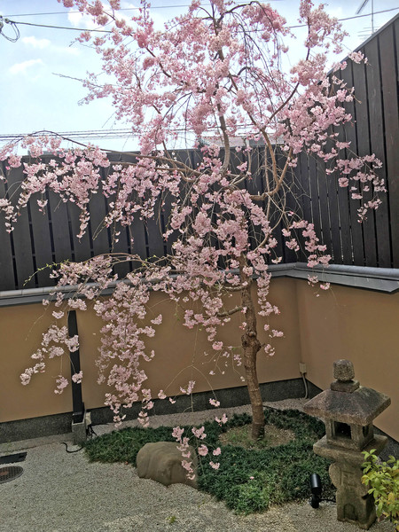 お池桜IMG_2256-2.JPG