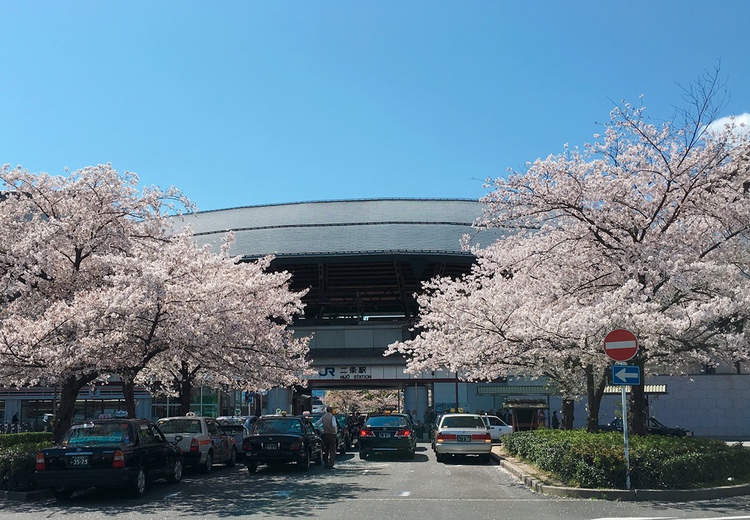 二条駅東 桜 IMG_9376 トリ ドキュ大.JPG