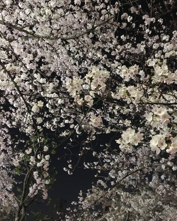 夜桜 IMG_9315 トリ ドキュ大.png