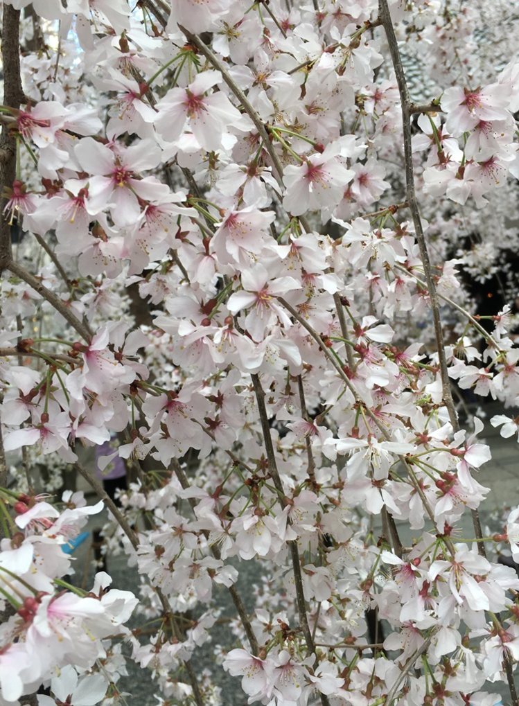 枝垂れ桜アップ IMG_9200 トリ ドキュ大.png