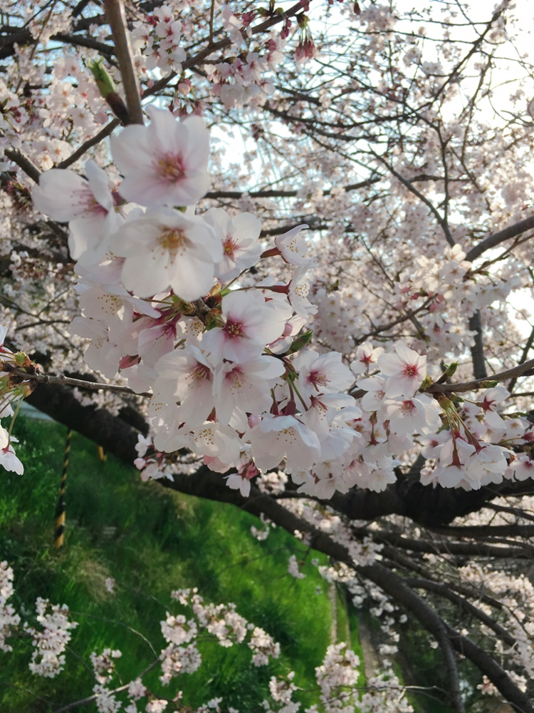 桜アップ IMG_9289 トリ ドキュ大.png