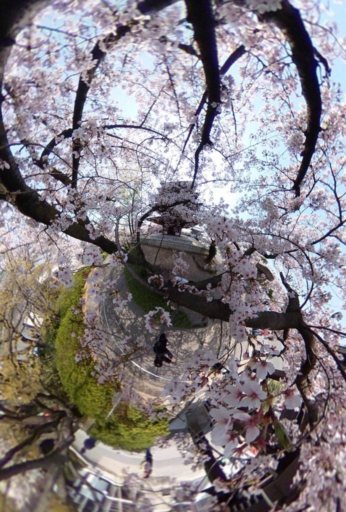 360桜ﾄﾘ ドキュ大 IMG_9356.JPG