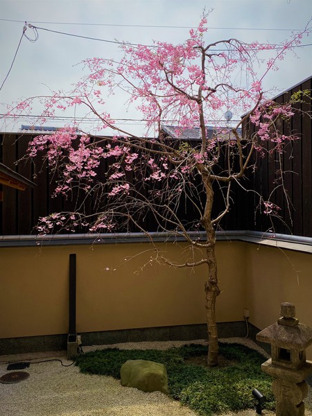 2020桜-1.jpg