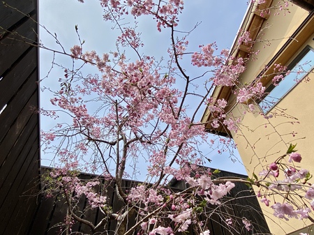 2020桜-2.jpg