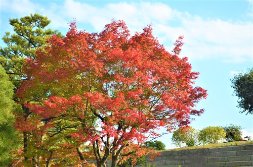 二条城 紅葉 DSC_0641.jpg