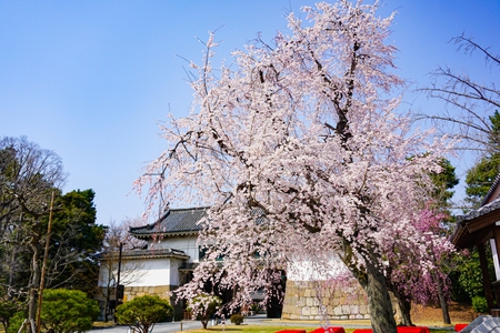 【二条城】桜.jpg