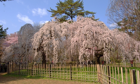 【京都御苑】桜.jpg