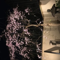 妖艶な夜桜を坪庭で愉しむ