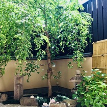 5月の若葉