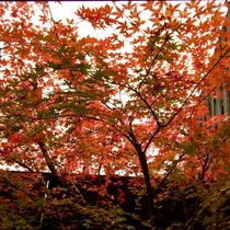 Check Autumn Leaves in Kyoto, visit from Kyoyado USAGI 2025
