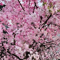 京都 桜と花だより2026 Flowers＆Blooming info, Kyoto