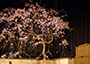 坪庭の夜桜